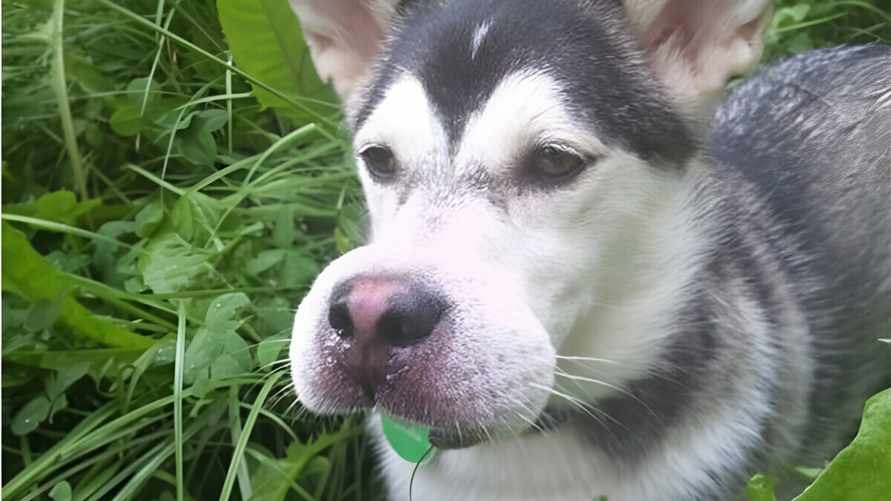 Что делать, если собаку ужалила оса или пчела? Это должен знать каждый хозяин