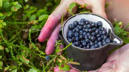 Никаких вареников и джема. Нашли 8 способов, что сделать с невероятным урожаем черники в этом году