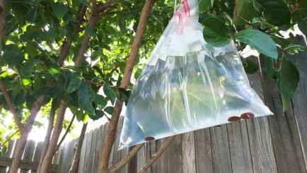 Зачем развешивать на плодовых деревьях мешки с водой? Вот как это поможет будущему урожаю