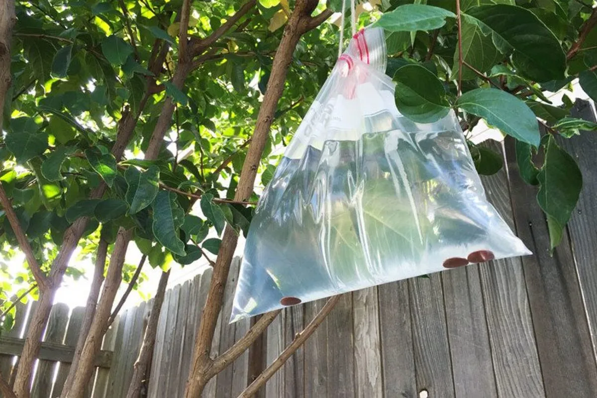 Зачем развешивать на плодовых деревьях мешки с водой? Вот как это поможет будущему урожаю