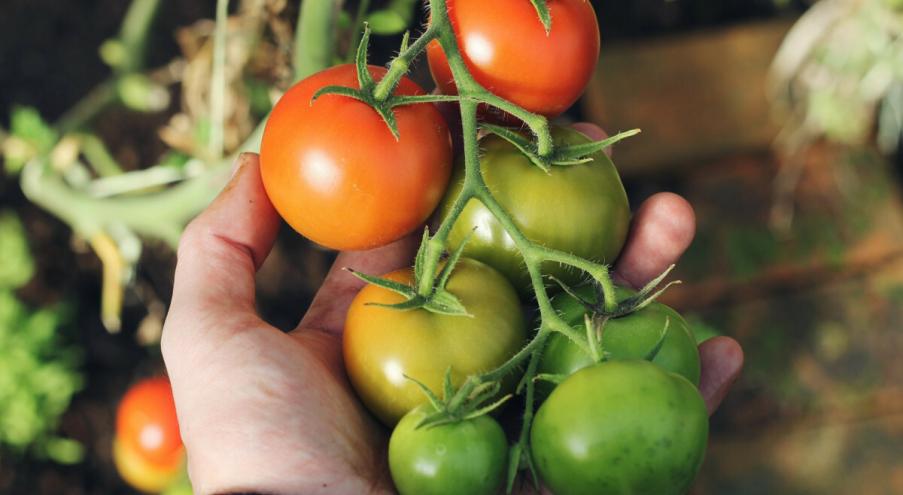 Рост и созревание плодов помидора во многом зависит