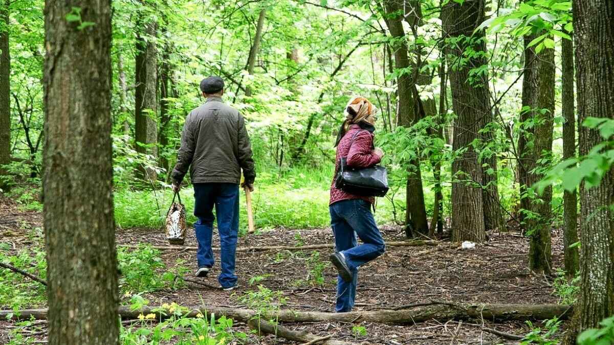 Дожди не помогли? Минлесхоз снова ввёл ограничения на посещение лесов в 17 районах Беларуси