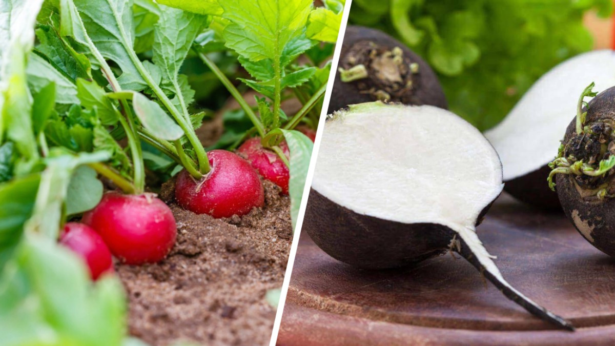 Что посадить белорусам на огороде в июне? Эти 8 овощей необходимы каждому