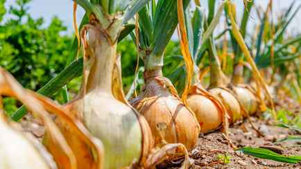 Что нужно сделать сейчас на грядках, чтобы лук вырос большим и крепким? Понадобится один ингредиент для домашнего удобрения