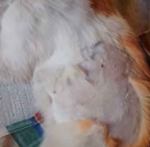 Скриншот: Телеканал ОНТ / YouTube