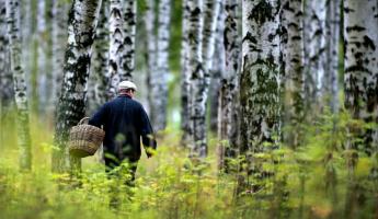 Время грибов? Минлесхоз снял запреты на посещения лесов по всей Беларуси. А что по погоде?