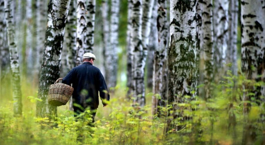 За минувшие сутки в Беларуси не зафиксировали лесных