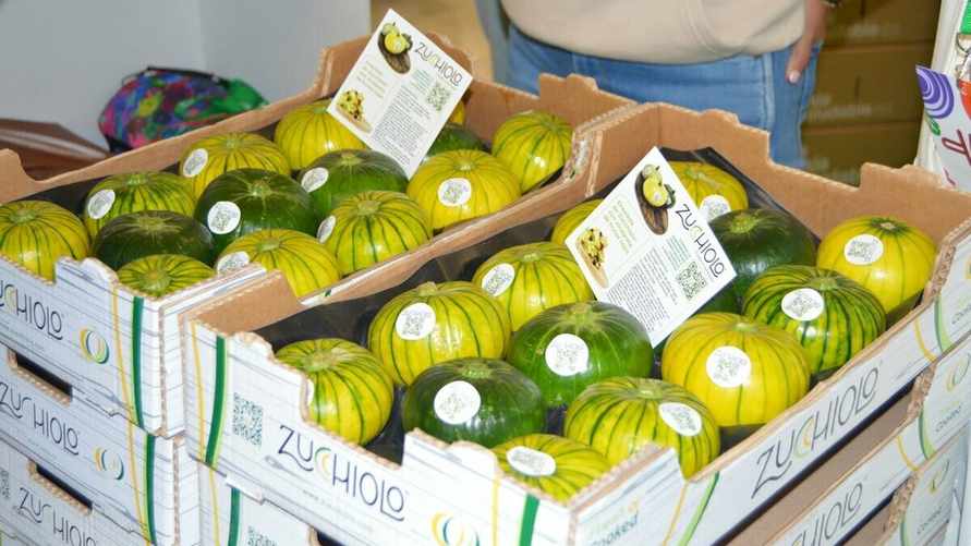 В Польше заметили на прилавках новый овощ. Чем полезен гибрид огурца и кабачка и когда ждать в Беларуси?