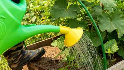 Эти 5 ошибок при поливе огурцов снижают урожайность. Вот когда нужно больше, а когда меньше воды