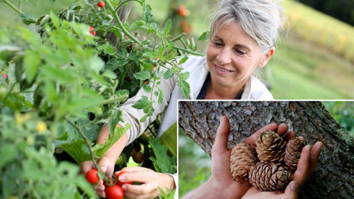 Этот бесплатный раствор ускорит рост овощей. Понадобится всего несколько шишек