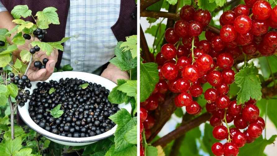 Что сделать, чтобы смородина выросла сочной и сладкой? Внесите это натуральное удобрение в июне