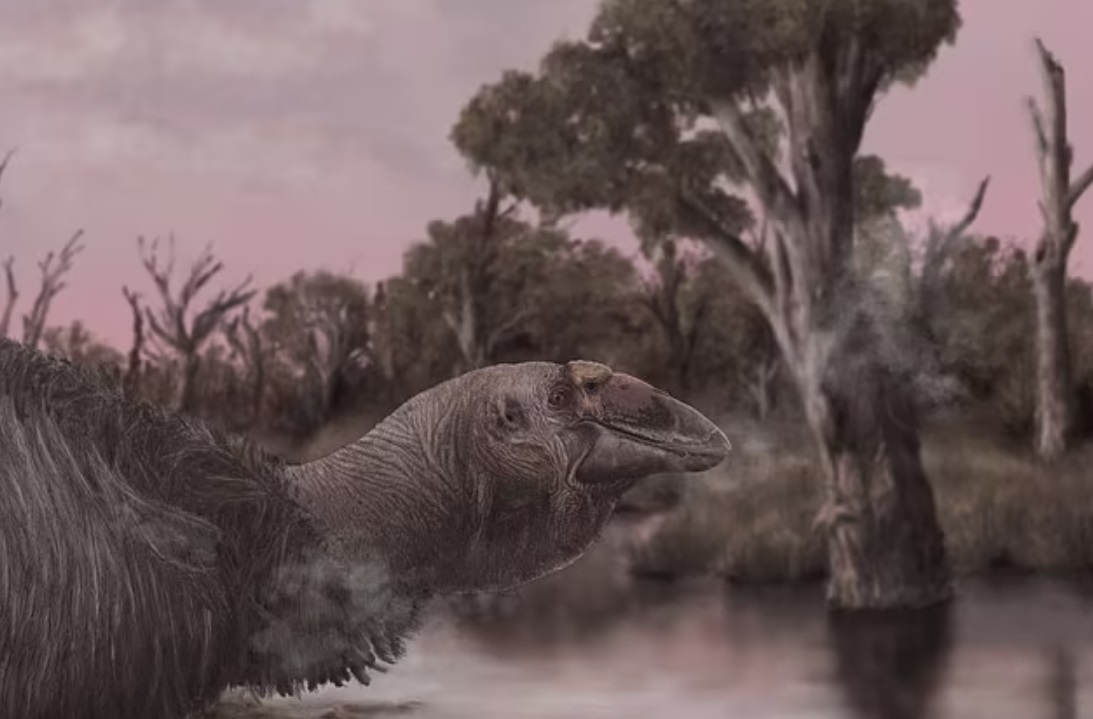 В Австралии нашли череп 230-килограммового гуся, который вымер 50 тысяч лет назад. Как он выглядел?