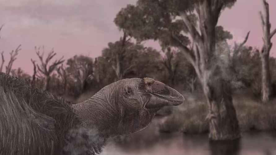 Pеконструкция Genyornis newtoni у кромки воды в заболоченной или болотистой местности. Фото: Jacob. C. Blokland