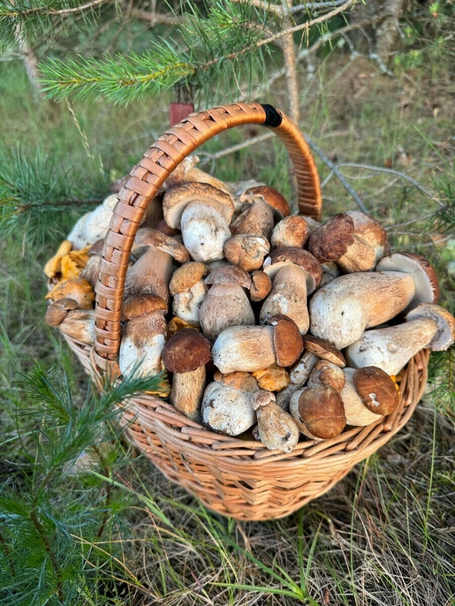 Белые лисички, «подосиновиковый рай» и боровики. Белорусы рассказали, где грибница «проснулась» после ливней