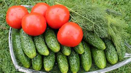 Помидоры, огурцы, морковь вырастут быстрее, если полить их этим. Как приготовить домашнее удобрение?