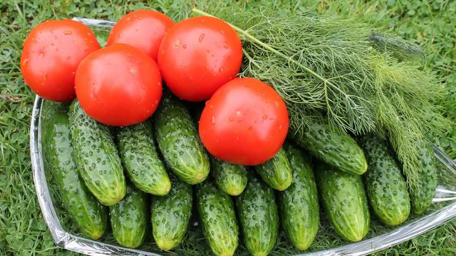 Помидоры, огурцы, морковь вырастут быстрее, если полить их этим. Как приготовить домашнее удобрение?