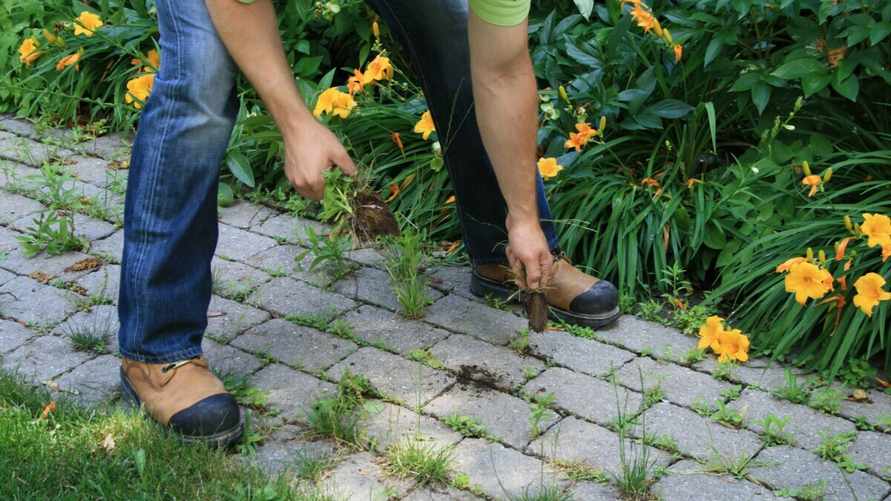 Как избавить брусчатку от сорняков и зелёного налёта? С этими простыми лайфхаками вы забудете про прополку