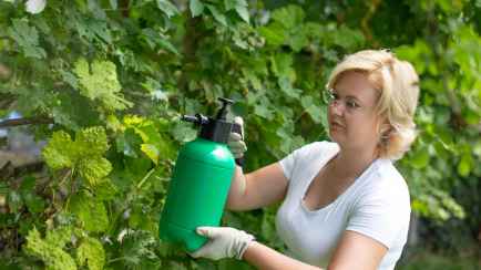 Зачем опрыскивать виноград содой? Об этих преимуществах должен знать каждый садовод