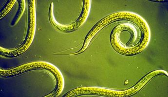 Размножается без партнёра. Учёные оживили червя, который пробыл в вечной мерзлоте 46 тысяч лет