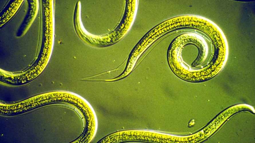 Размножается без партнёра. Учёные оживили червя, который пробыл в вечной мерзлоте 46 тысяч лет