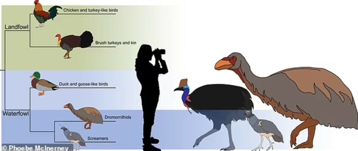 В Австралии нашли череп 230-килограммового гуся, который вымер 50 тысяч лет назад. Как он выглядел?