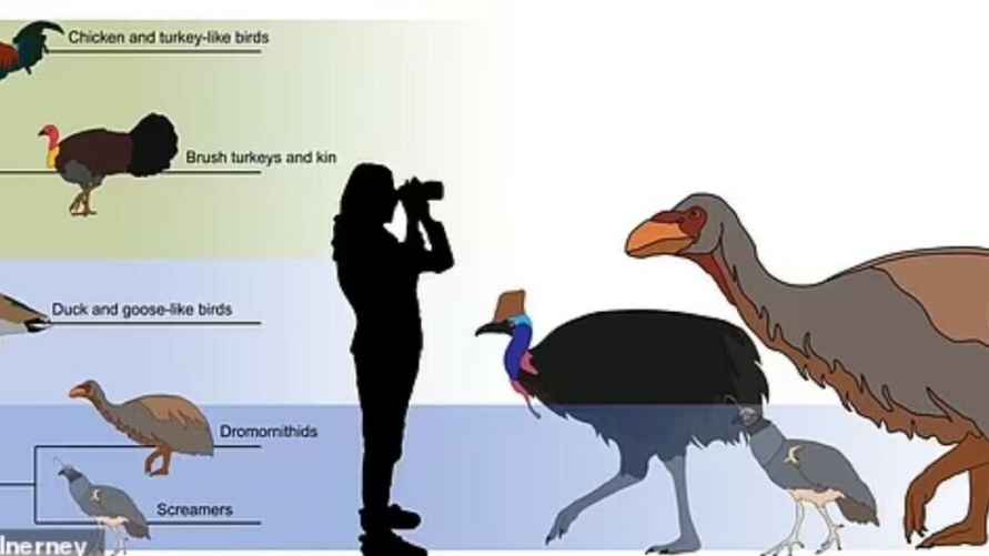 На этом изображении показано, как Genyornis newtoni (изображен справа) связан с современными наземными и водоплавающими птицами.