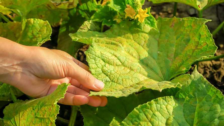 Листья огурцов пожелтели? Это аптечное средство спасает урожай, даже когда причины неясны