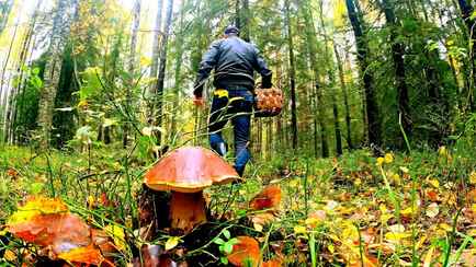 Зачем стучать по шляпке гриба перед тем, как срезать? Этот секрет опытные грибники раскрывают не всем