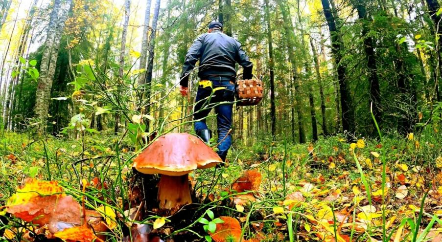 Все дело в том, что грибы, заражённые червями,