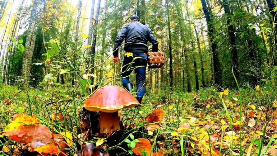 Зачем стучать по шляпке гриба перед тем, как срезать? Этот секрет опытные грибники раскрывают не всем