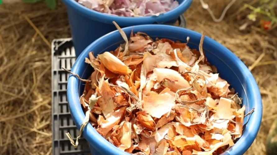 Шелуха лука обладает сильными фитонцидными свойствами. Образуемые луком биологически активные вещества убивают или подавляют рост и развитие бактерий, микроскопических грибов.