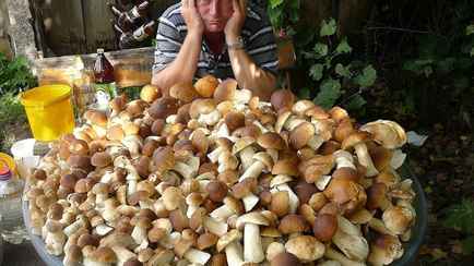 В НАН Беларуси оценили урожай ягод и грибов летом-2024. В какой области на «четверочку», а каких пообещали «меньше, чем обычно»?