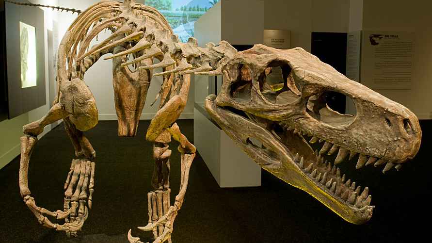 Фото: иллюстрационное. Скелет динозавра семейства Герреразавриды.