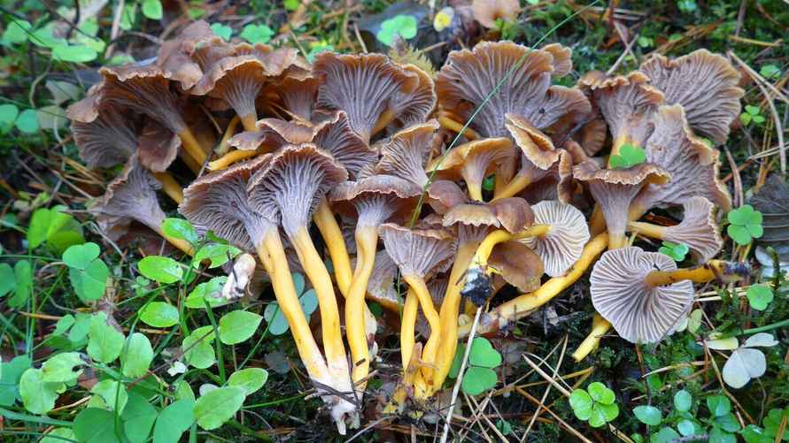 Трубчатая лисичка