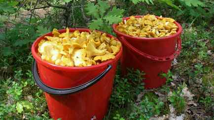 Как быстро почистить ведро лисичек? Понадобится только этот дешевый продукт