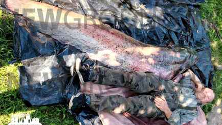 «Чем он там питался?» — Белорус выловил в Немане двухметрового сома весом 75 кг