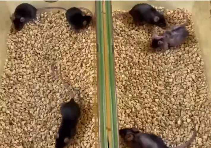 Мыши слева принимали "таблетку от старения" и их шёрстка сохранила более привлекательный вид. Мыши-сверстницы справа препарат не получали