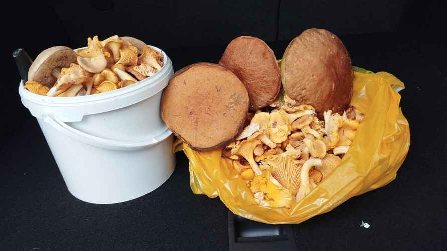 Фото: телеграм-канал "Грибы Беларуси"