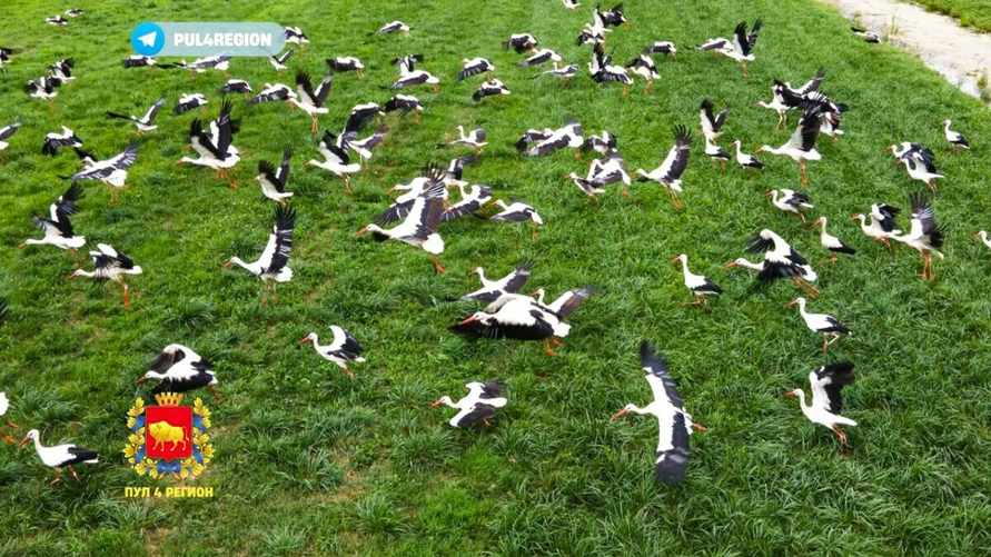 "На планёрку собираются" — Под Гродно сняли на видео группу из 500 аистов