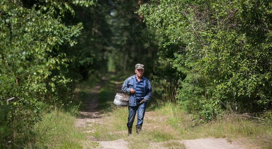 «В данный момент ведется разработка буреломов и ветровалов.