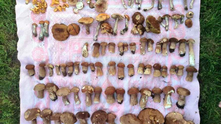 Фото Екатерины Петровской. "Грибные войска Беларуси"