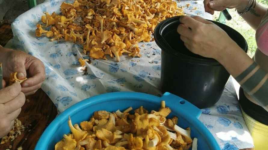 Фото урожая Михаила Лётова под Борисовом.