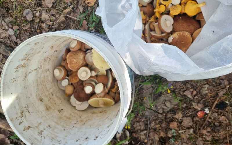 Фото: телеграм-канал "Грибы Беларуси"