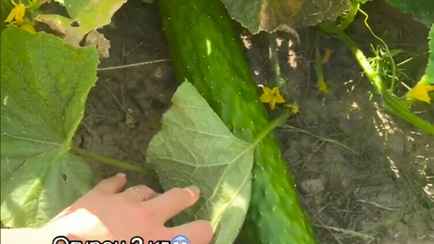 «Одинокой подруге выращивала» — Минчанка похвасталась в TikTok гигантским огурцом. Подписчики предложили, как использовать