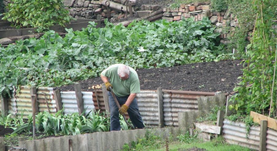 С вопросом о дикой конопле в милицию Пинска