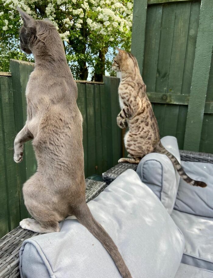 Кот-Тарзан, летающий пудель и два сплетника. Кто победил в конкурсе Comedy Pet Photo Awards 2024?