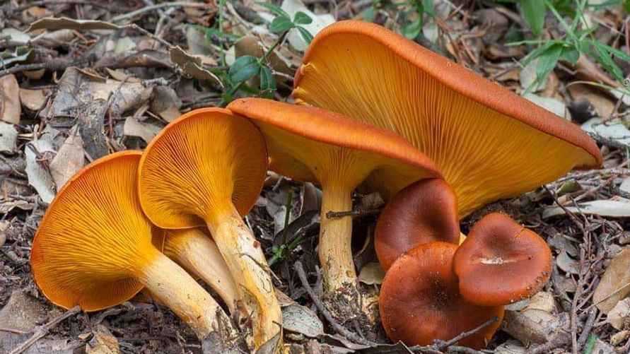 Лисичка ложная