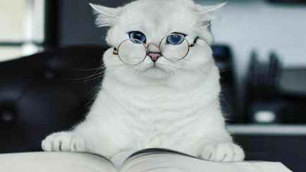 Пять признаков того, что ваша кошка очень умна. Проверьте своего питомца