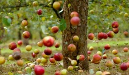 Массово опадают незрелые яблоки? Вот что срочно нужно сделать, чтобы совсем не остаться без урожая