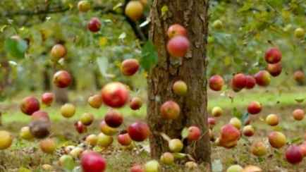 Массово опадают незрелые яблоки? Вот что срочно нужно сделать, чтобы совсем не остаться без урожая